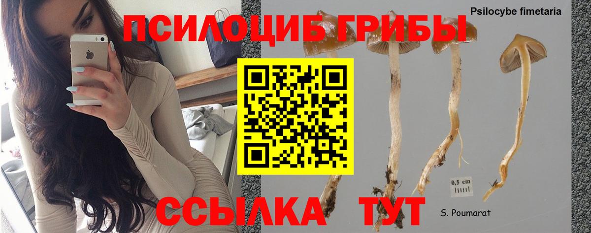 Домодедово  Галлюциногенные грибы MAGIC MUSHROOMS  Галлюциногенные грибы Psilocybe  Вход с VPN 